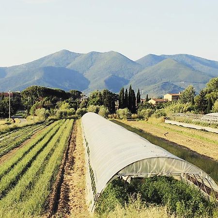 B&B Casa Betulla Pisa Værelse billede